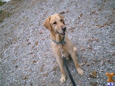 Dogs for Sale